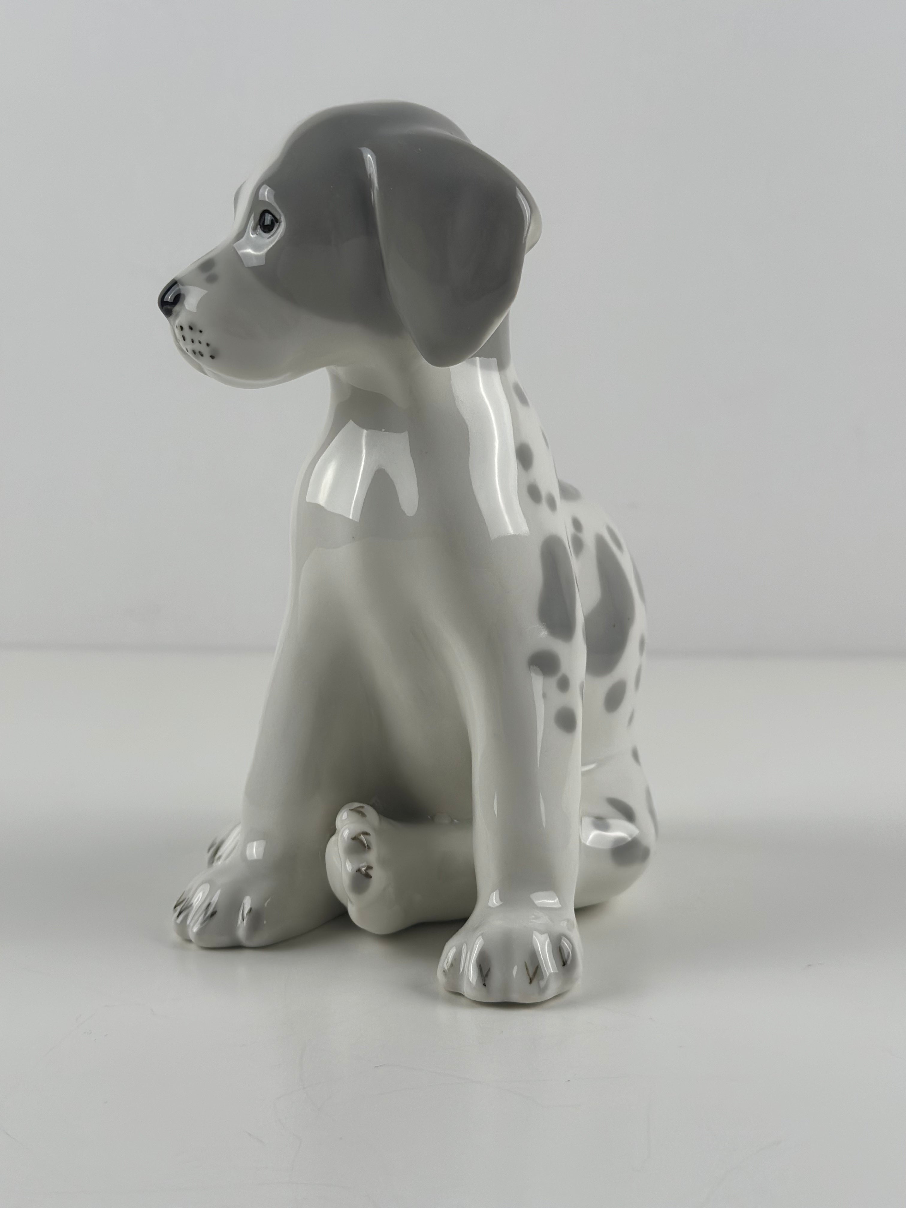 Lomonosov –  posliinikoira